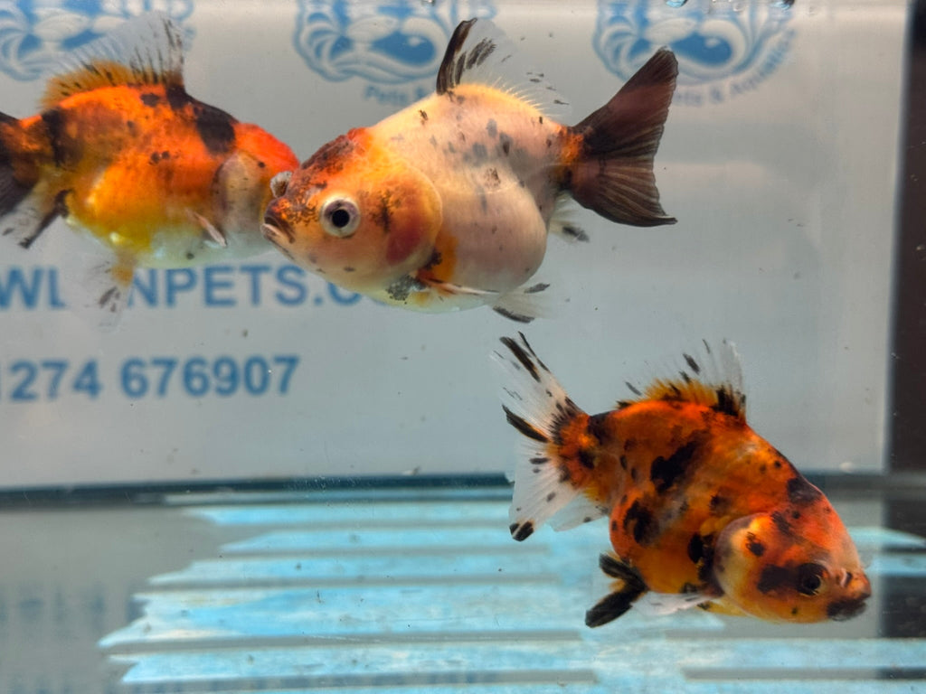 Short Tail Calico Oranda Chinese Fancy Goldfish 7-8cm - Newlyn-pets - Newlyn-pets - 