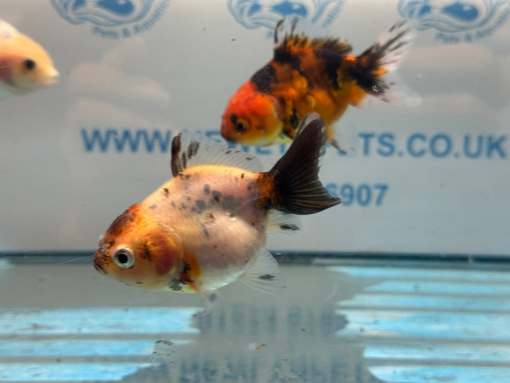 Short Tail Calico Oranda Chinese Fancy Goldfish 7-8cm - Newlyn-pets - Newlyn-pets - 