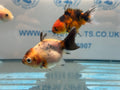 Short Tail Calico Oranda Chinese Fancy Goldfish 7-8cm - Newlyn-pets - Newlyn-pets - 