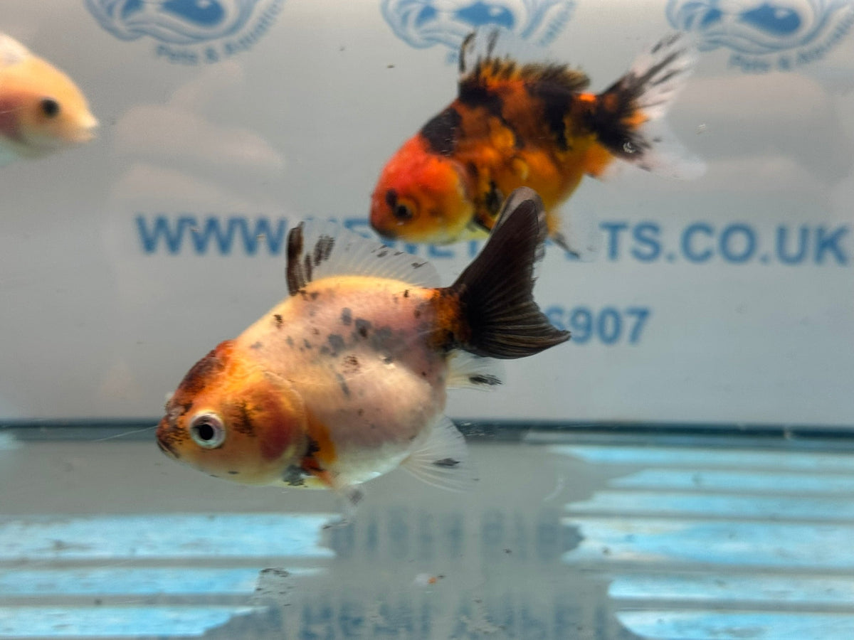 Short Tail Calico Oranda Chinese Fancy Goldfish 7-8cm - Newlyn-pets - Newlyn-pets - 