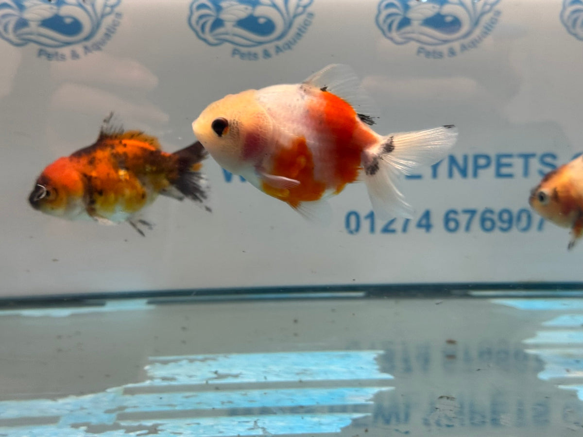 Short Tail Calico Oranda Chinese Fancy Goldfish 7-8cm - Newlyn-pets - Newlyn-pets - 