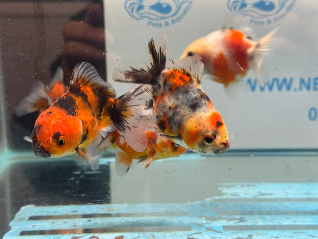 Short Tail Calico Oranda Chinese Fancy Goldfish 7-8cm - Newlyn-pets - Newlyn-pets - 