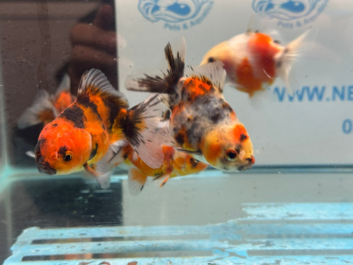 Short Tail Calico Oranda Chinese Fancy Goldfish 7-8cm - Newlyn-pets - Newlyn-pets - 