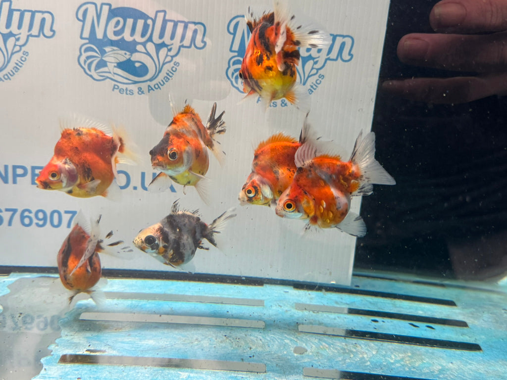 Short Tail Calico Ryukin 6 - 7cm - Newlyn - pets - Newlyn - pets - 