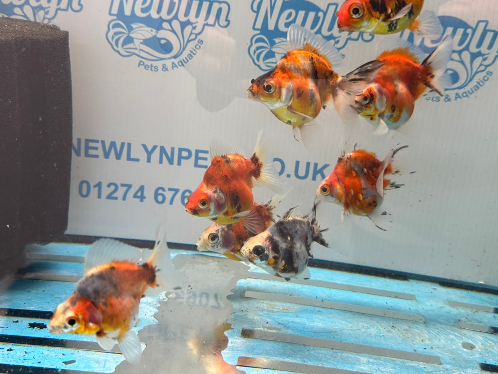 Short Tail Calico Ryukin 6 - 7cm - Newlyn - pets - Newlyn - pets - 