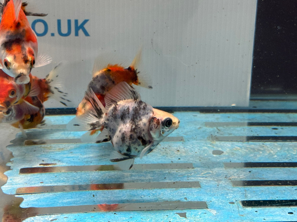 Short Tail Calico Ryukin 6 - 7cm - Newlyn - pets - Newlyn - pets - 