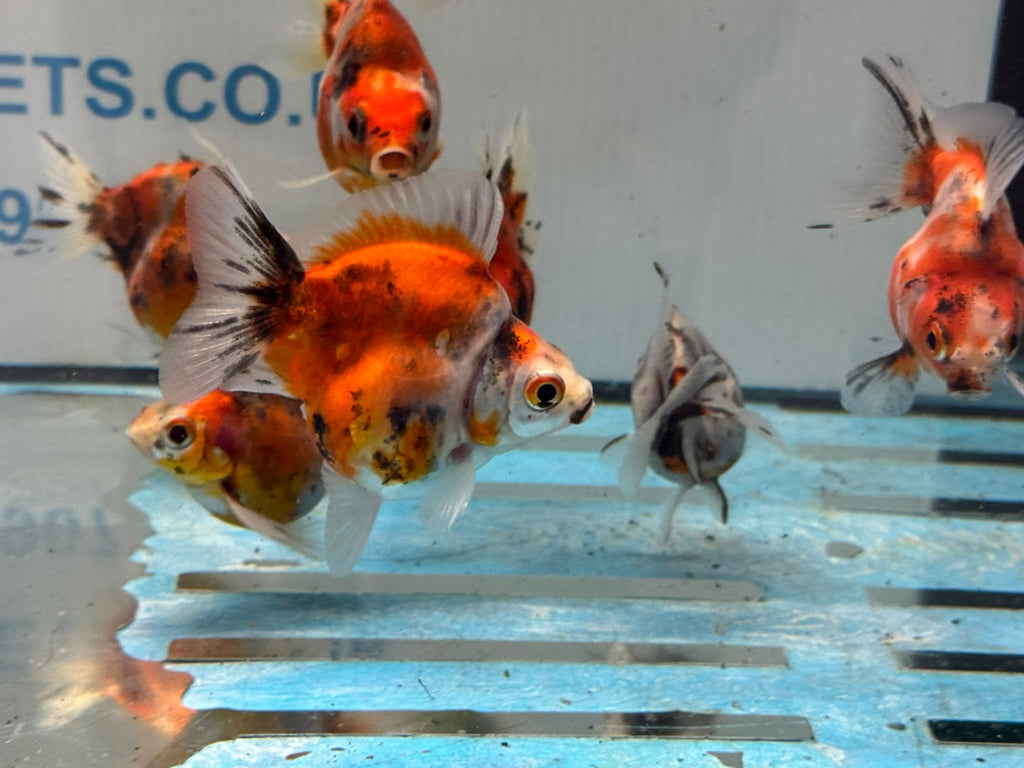 Short Tail Calico Ryukin 6 - 7cm - Newlyn - pets - Newlyn - pets - 