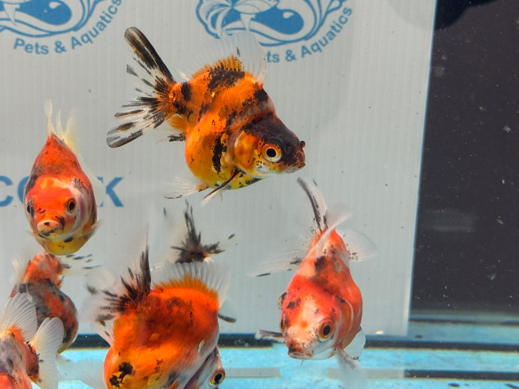 Short Tail Calico Ryukin 6 - 7cm - Newlyn - pets - Newlyn - pets - 