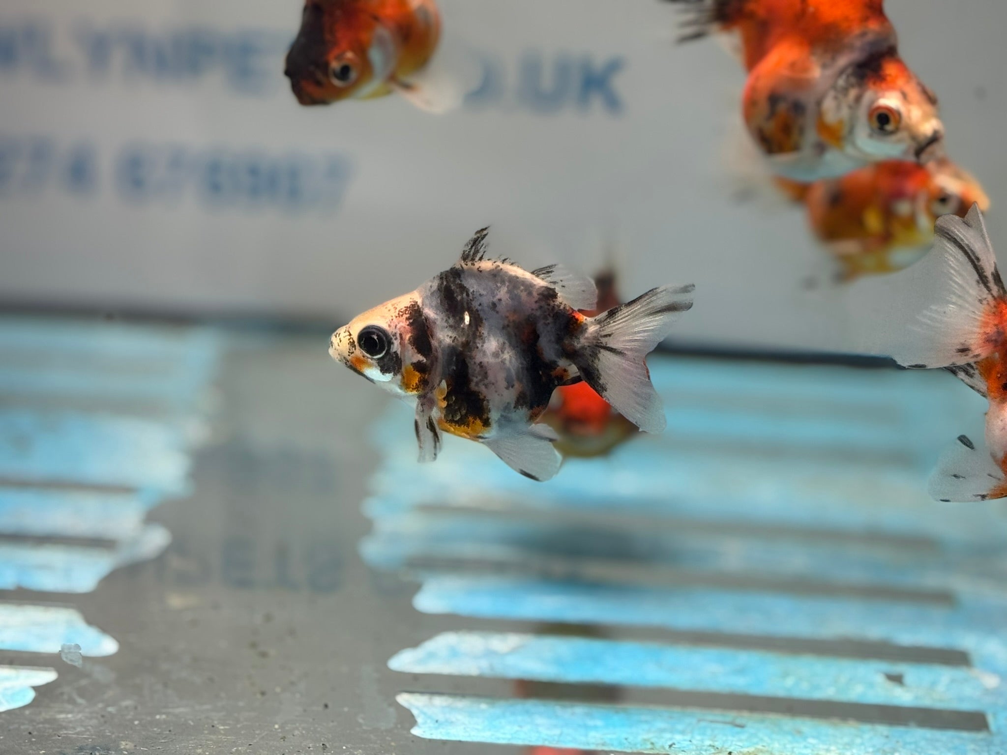 Short Tail Calico Ryukin 6 - 7cm - Newlyn - pets - Newlyn - pets - 