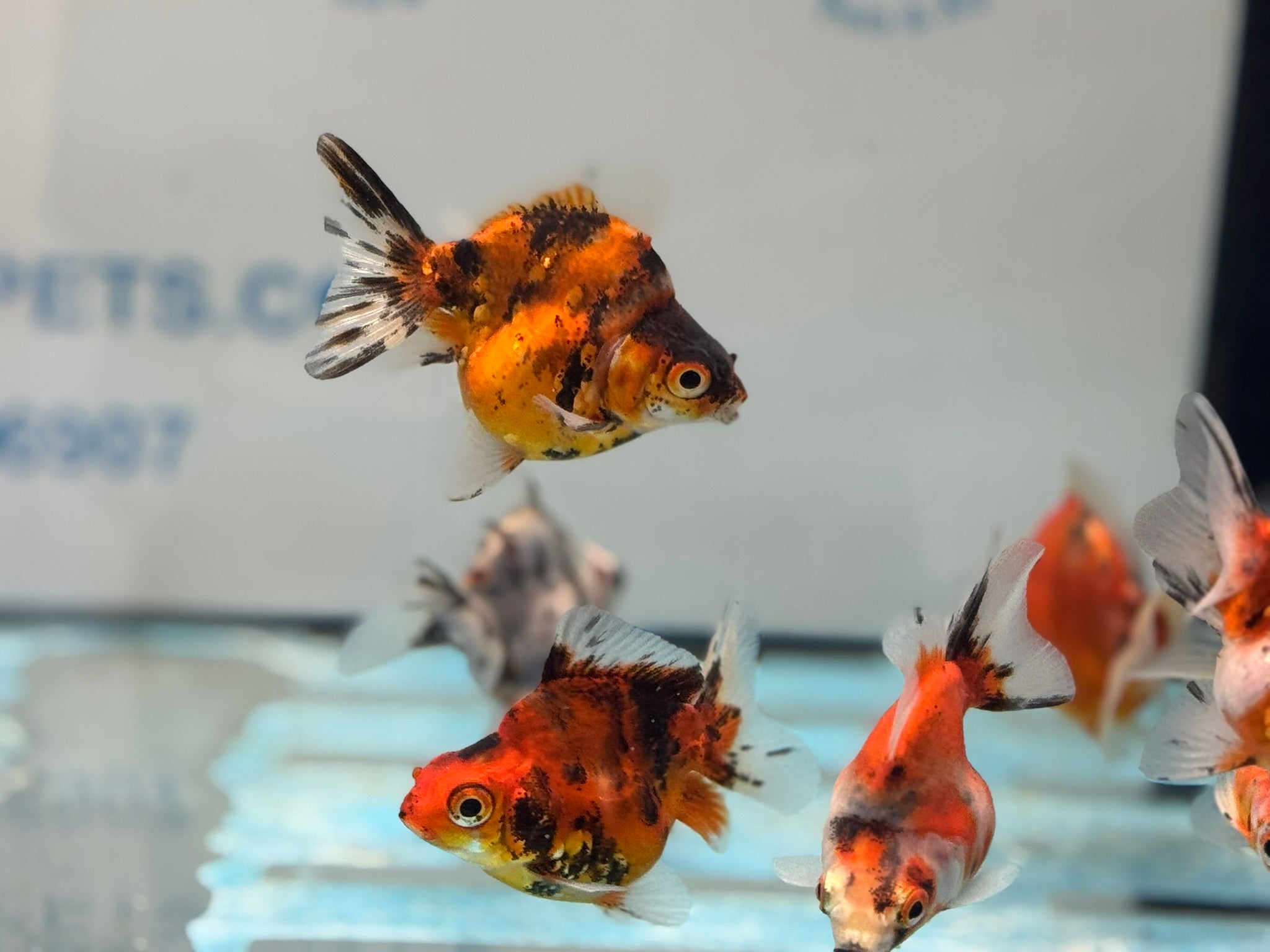 Short Tail Calico Ryukin 6 - 7cm - Newlyn - pets - Newlyn - pets - 