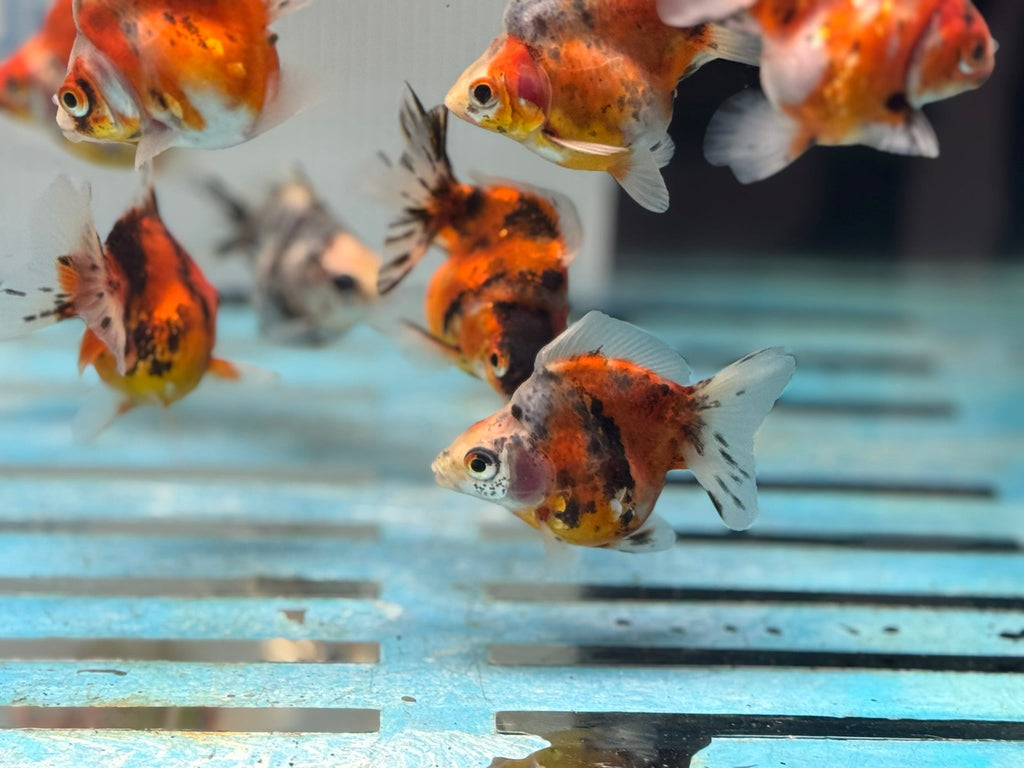 Short Tail Calico Ryukin 6 - 7cm - Newlyn - pets - Newlyn - pets - 