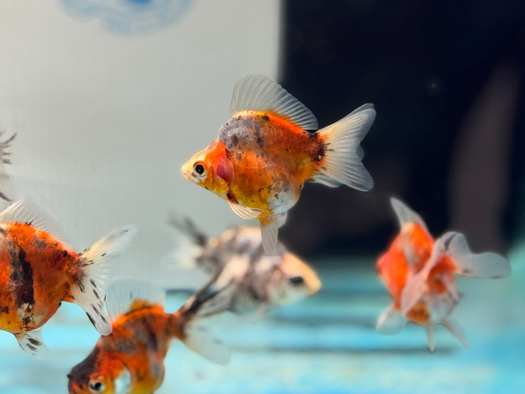 Short Tail Calico Ryukin 6 - 7cm - Newlyn - pets - Newlyn - pets - 