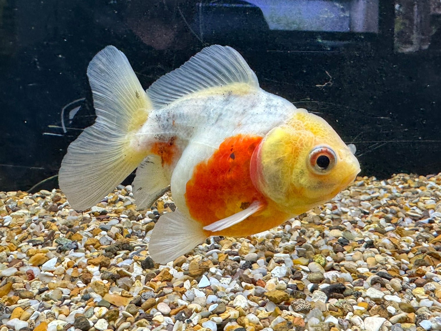 Short Tail Oranda 8 - 9cm - Newlyn - pets - Newlyn - pets - 