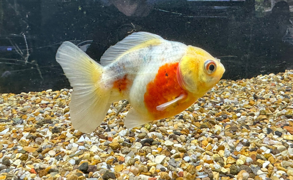 Short Tail Oranda 8 - 9cm - Newlyn - pets - Newlyn - pets - 