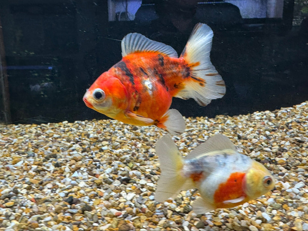 Short Tail Oranda 8 - 9cm - Newlyn - pets - Newlyn - pets - 