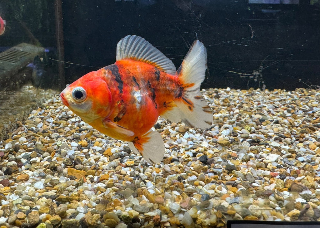 Short Tail Oranda 8 - 9cm - Newlyn - pets - Newlyn - pets - 