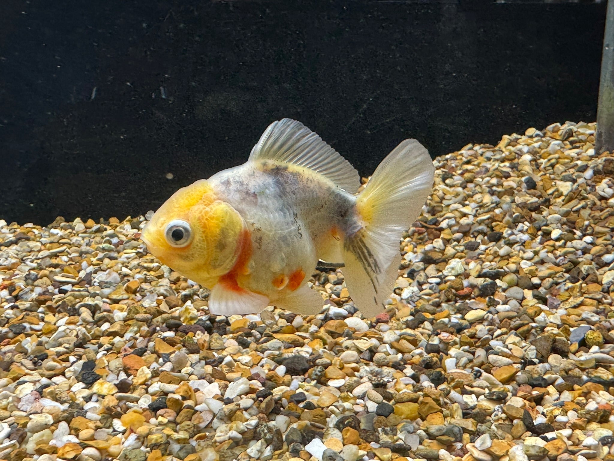 Short Tail Oranda 8 - 9cm - Newlyn - pets - Newlyn - pets - 