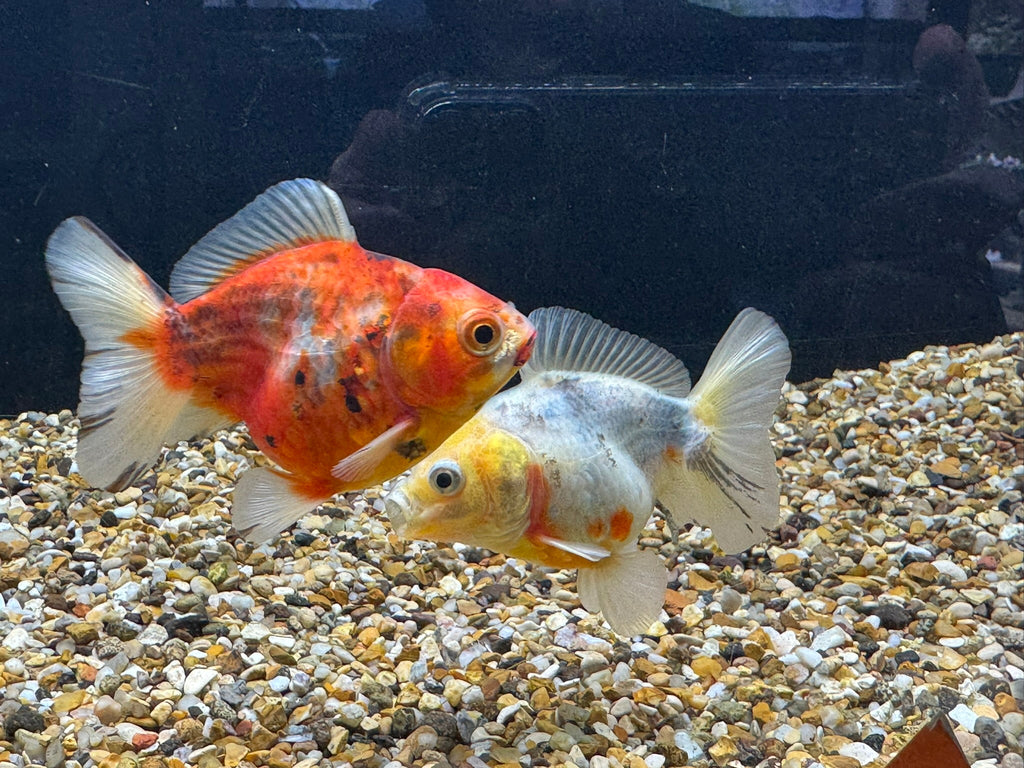 Short Tail Oranda 8 - 9cm - Newlyn - pets - Newlyn - pets - 