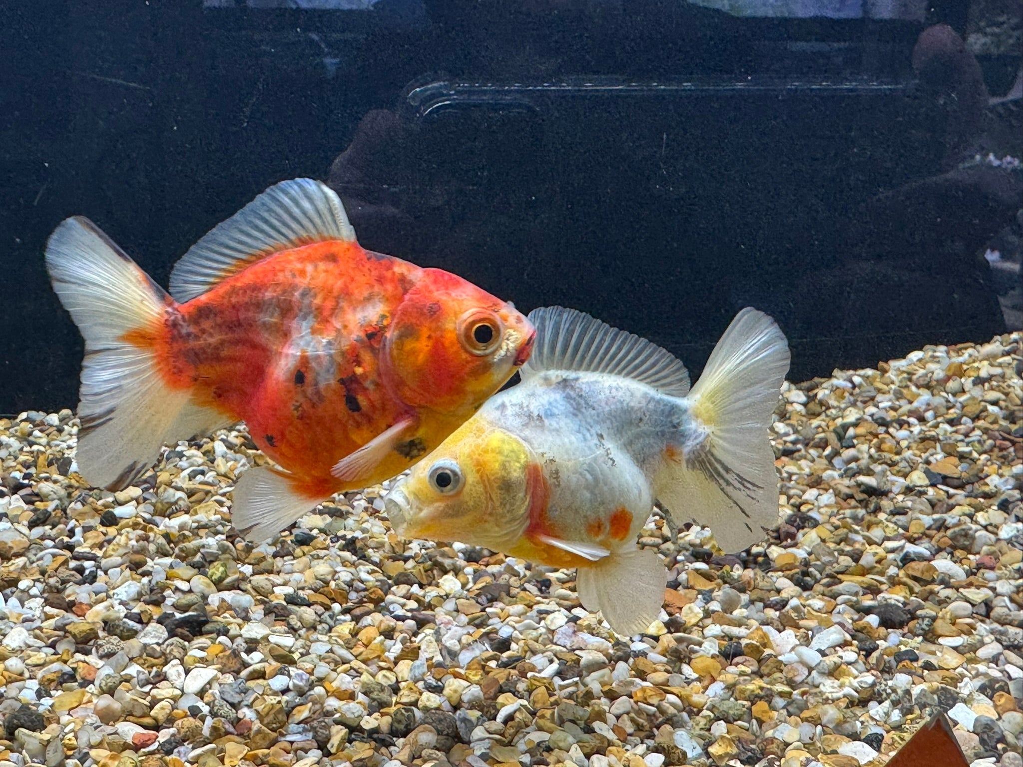 Short Tail Oranda 8 - 9cm - Newlyn - pets - Newlyn - pets - 