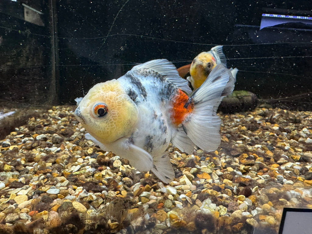 Short Tail Oranda 8-9cm - Newlyn-pets - Newlyn-pets - 
