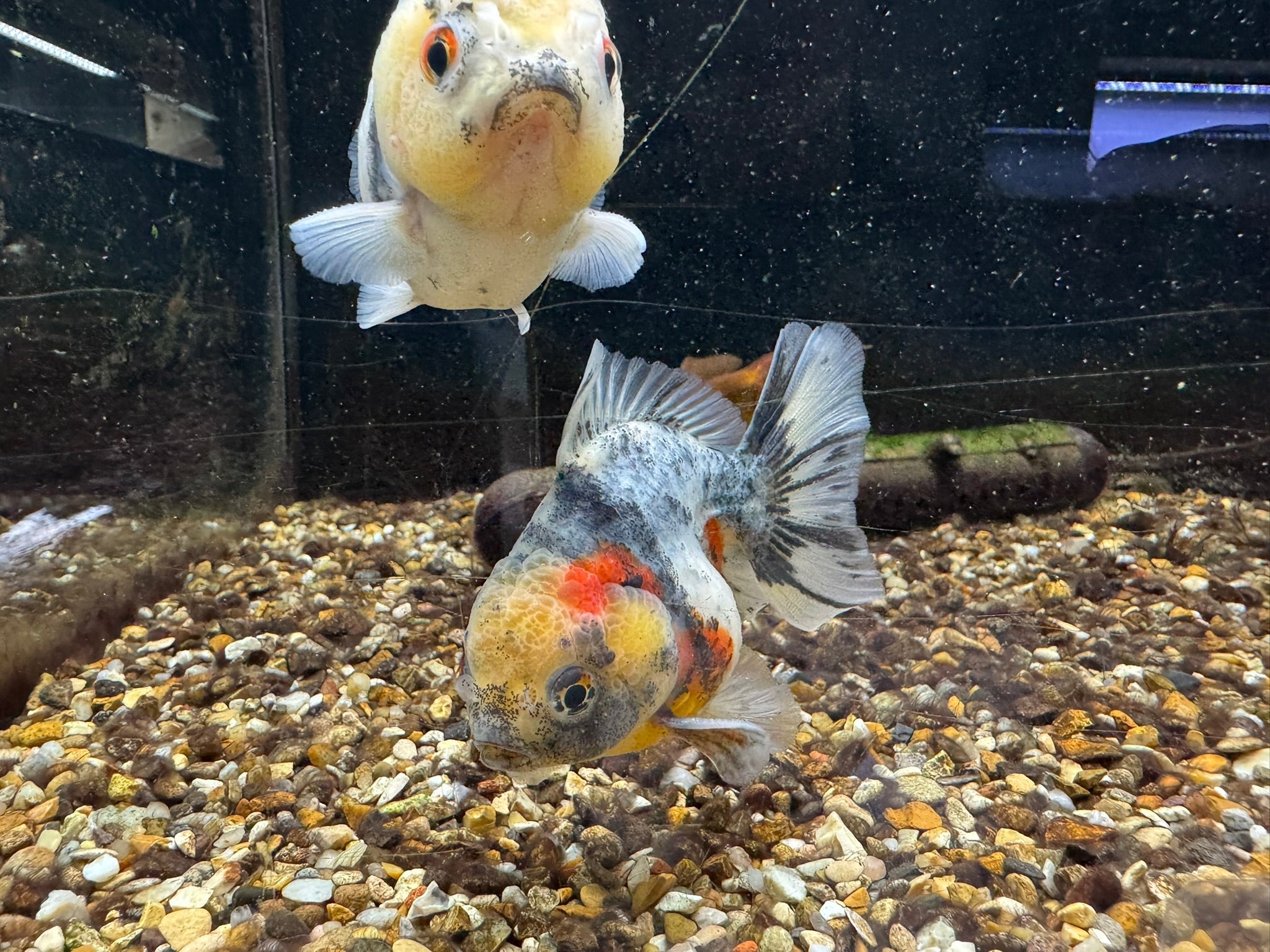 Short Tail Oranda 8-9cm - Newlyn-pets - Newlyn-pets - 