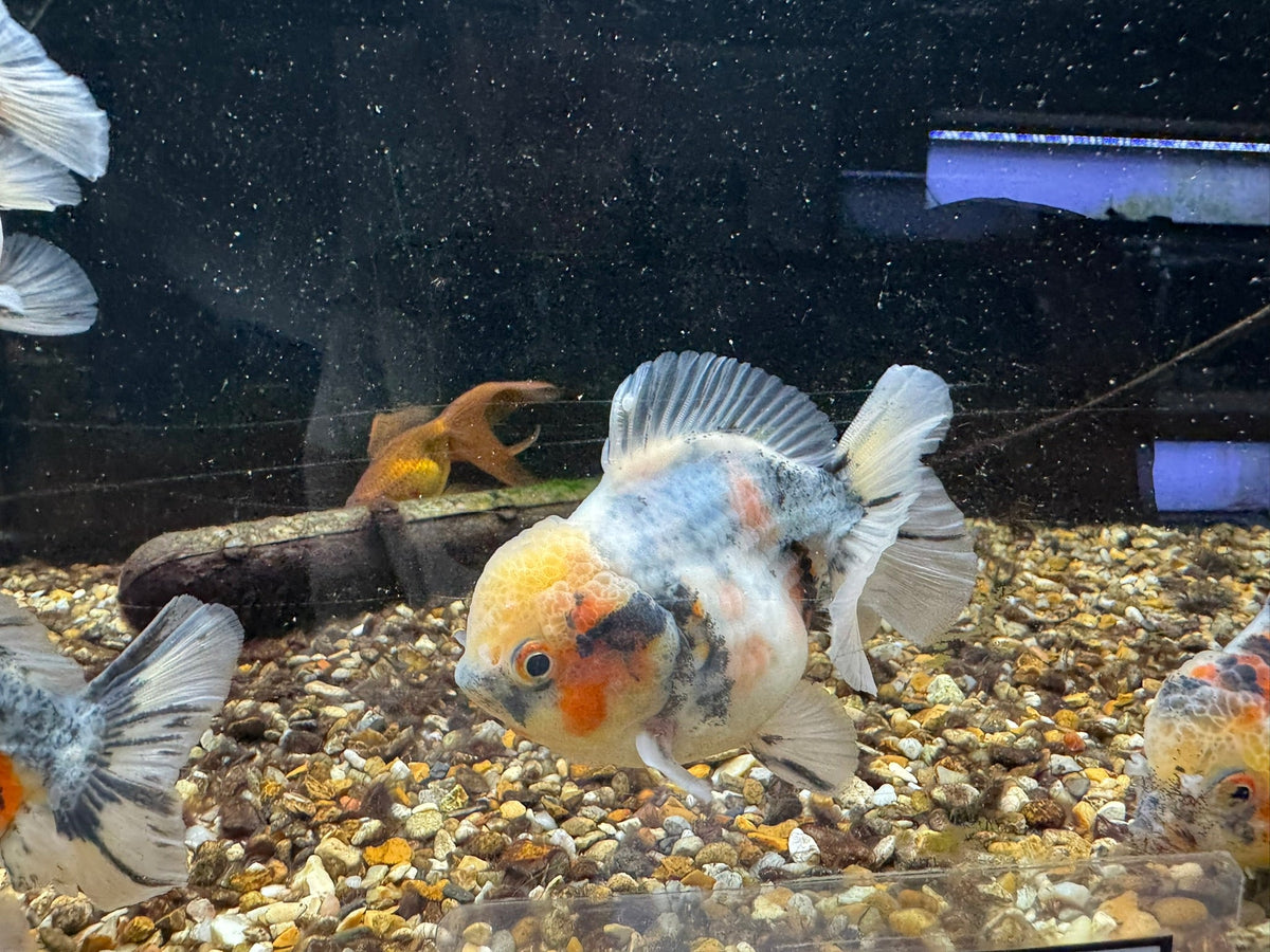 Short Tail Oranda 8-9cm - Newlyn-pets - Newlyn-pets - 
