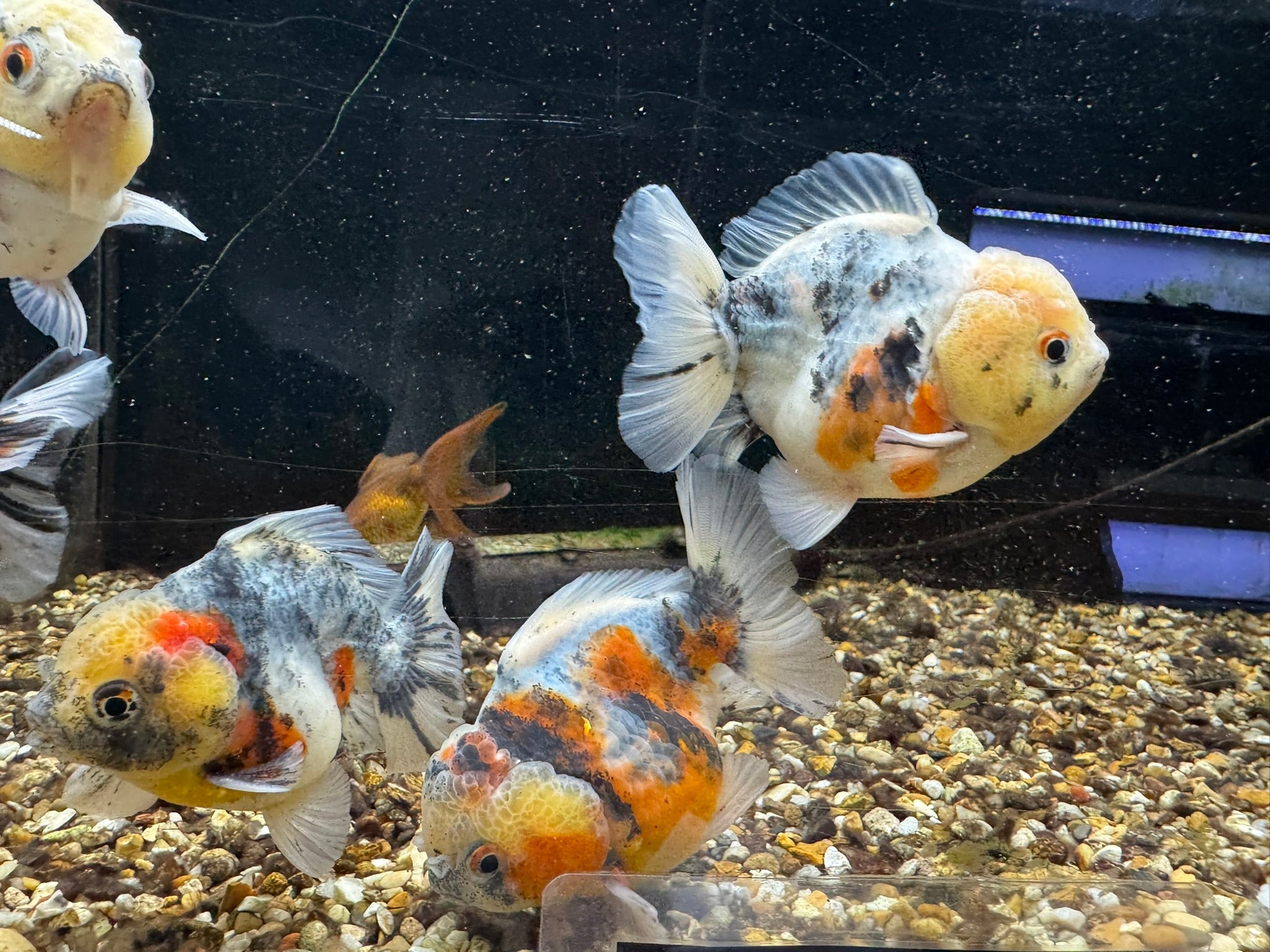 Short Tail Oranda 8-9cm - Newlyn-pets - Newlyn-pets - 