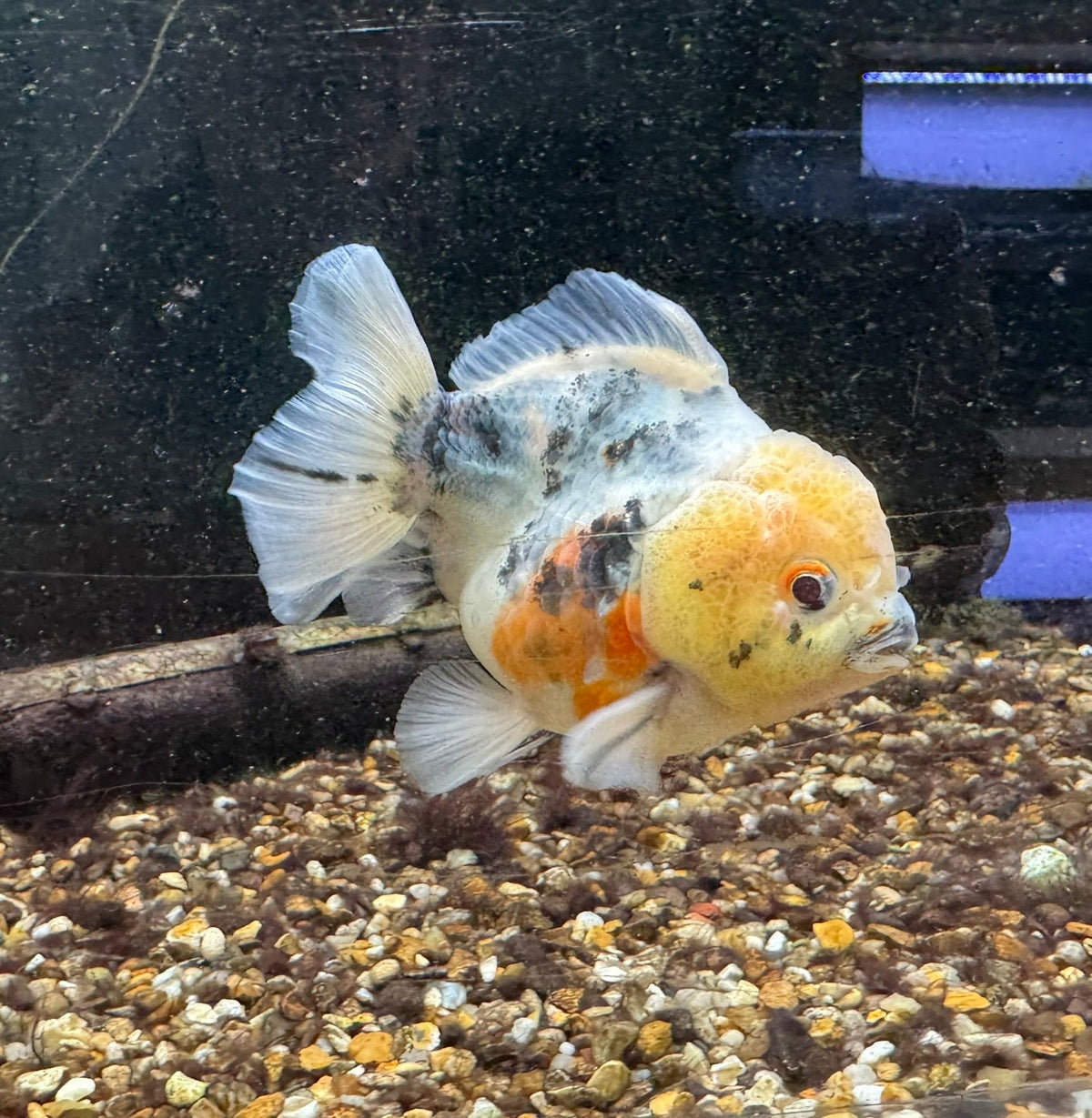 Short Tail Oranda 8-9cm - Newlyn-pets - Newlyn-pets - 