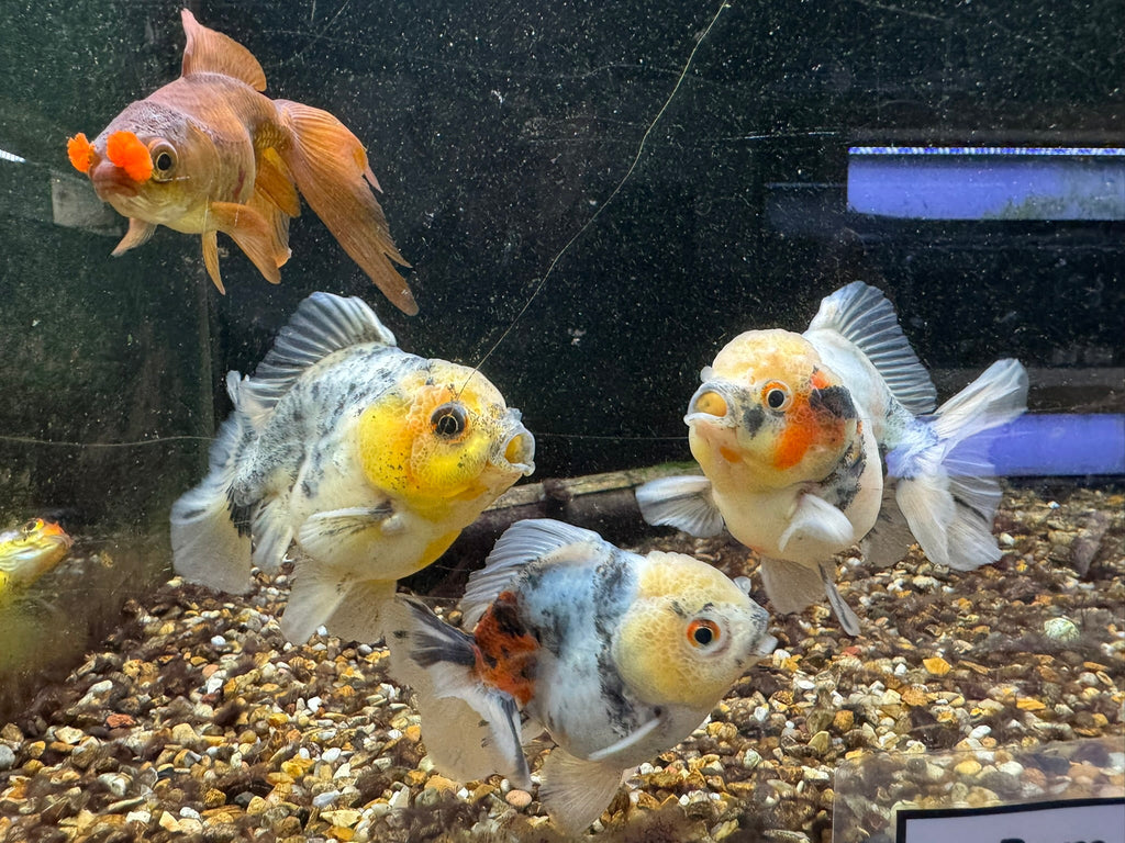 Short Tail Oranda 8-9cm - Newlyn-pets - Newlyn-pets - 
