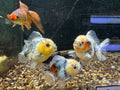 Short Tail Oranda 8-9cm - Newlyn-pets - Newlyn-pets - 