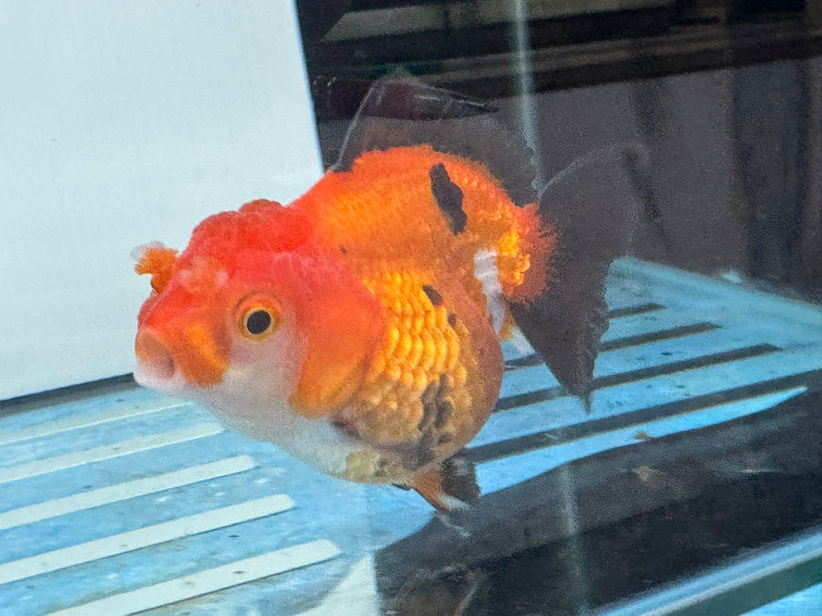 Short Tail Oranda Red/Black 9-10cm 2 Chinese Fancy Goldfish Fish In Photo - Newlyn-pets - Newlyn-pets - 