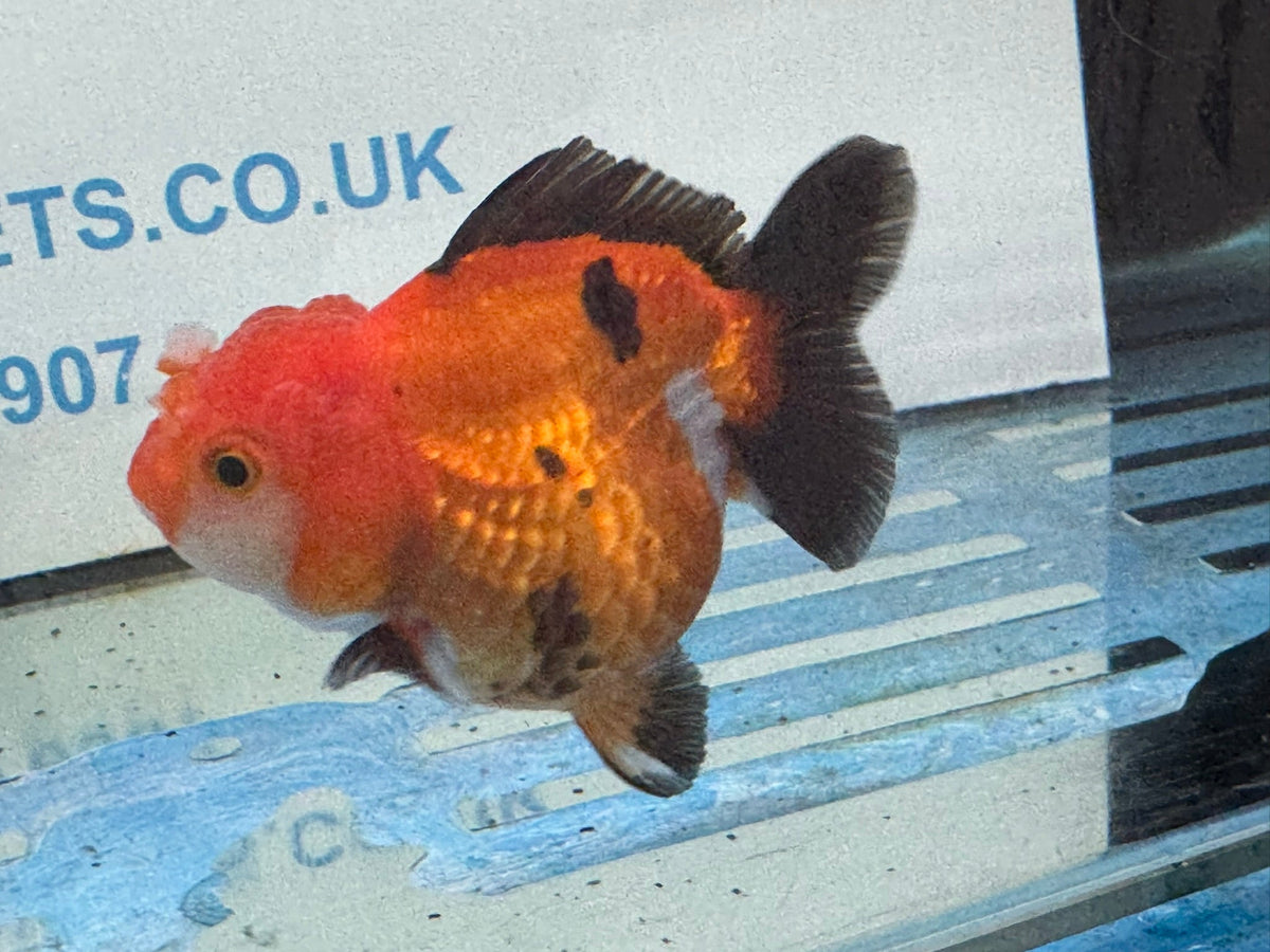 Short Tail Oranda Red/Black 9-10cm 2 Chinese Fancy Goldfish Fish In Photo - Newlyn-pets - Newlyn-pets - 