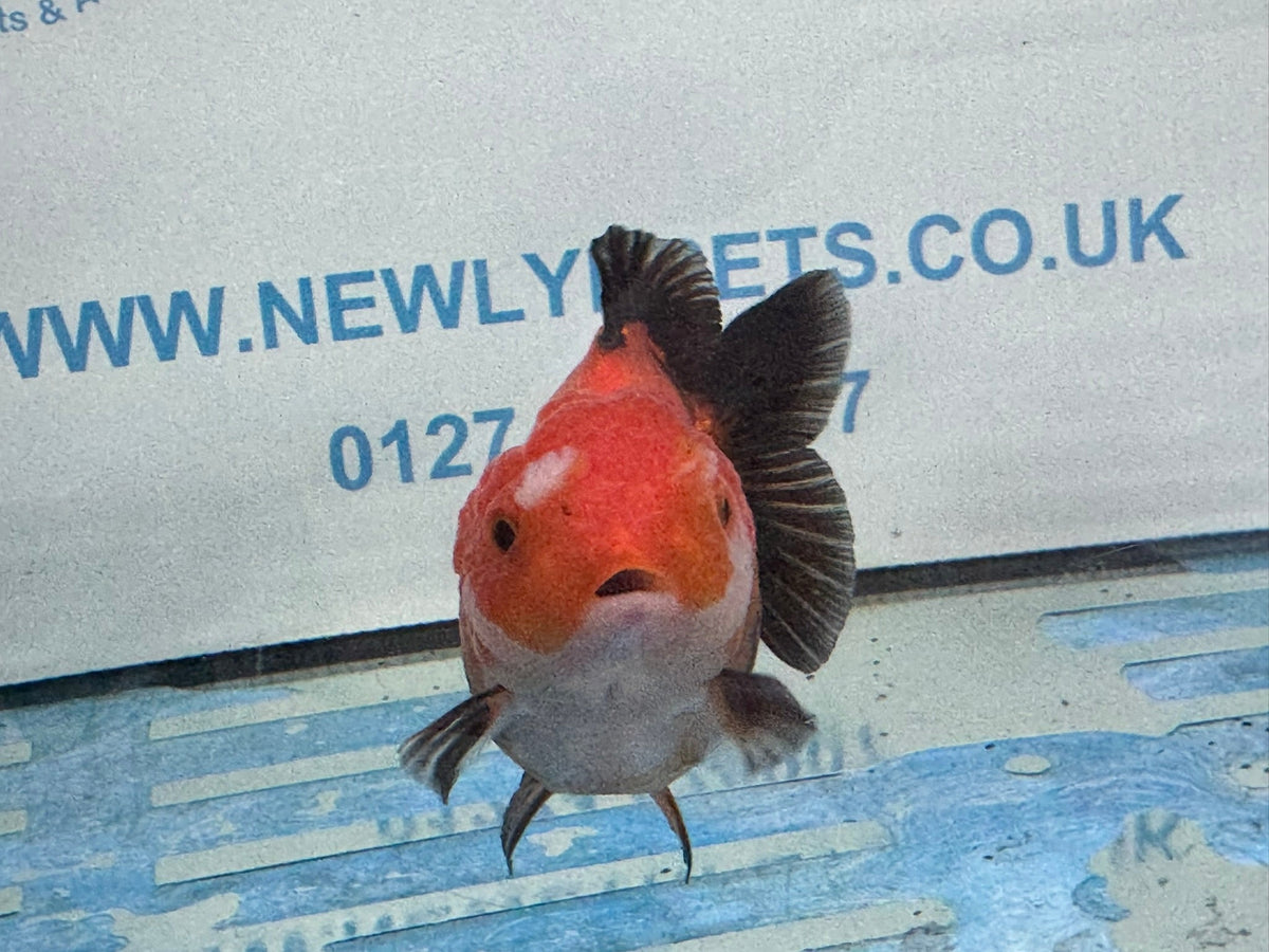 Short Tail Oranda Red/Black 9-10cm 2 Chinese Fancy Goldfish Fish In Photo - Newlyn-pets - Newlyn-pets - 