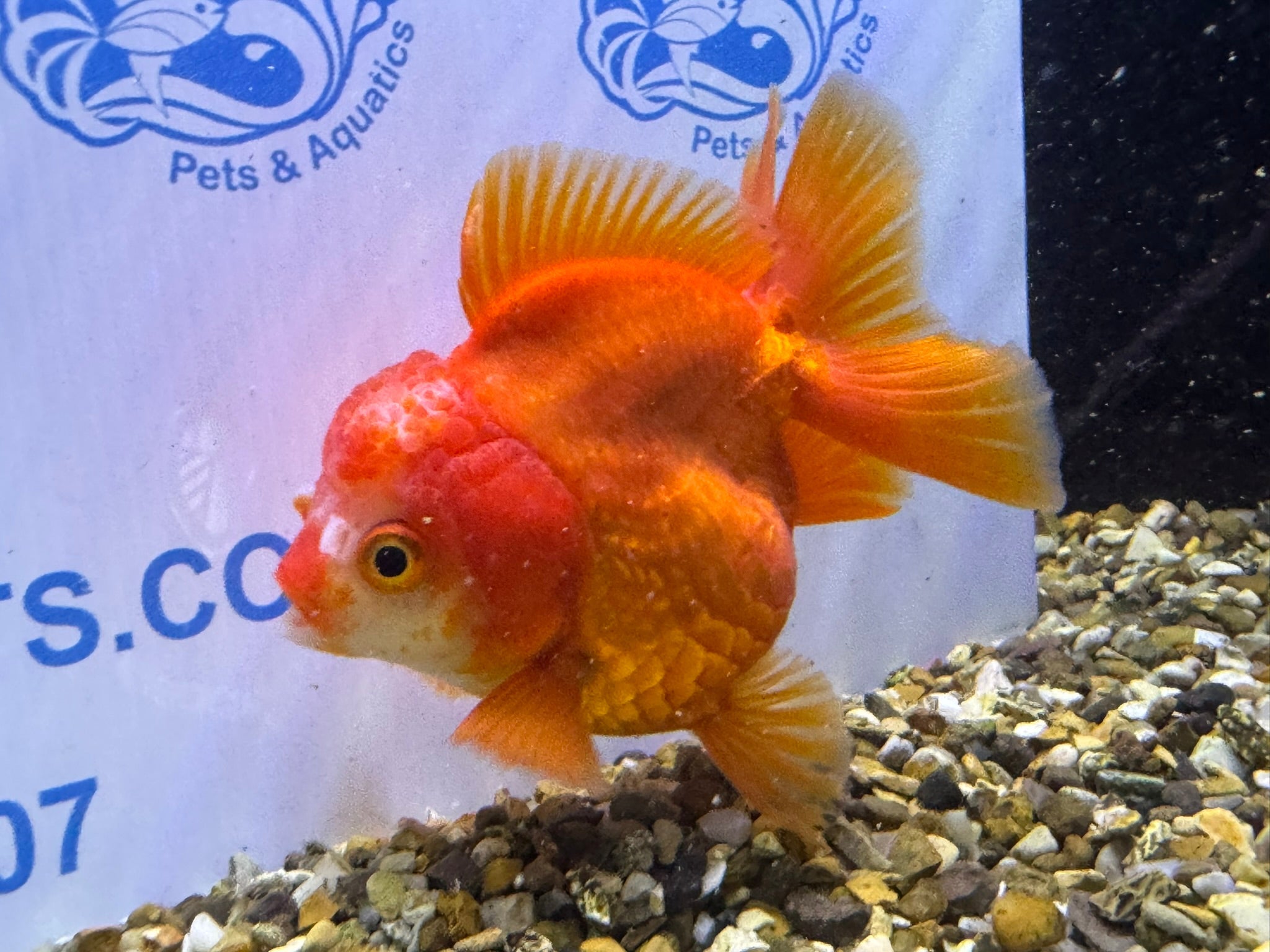 Short Tail Oranda Red/White 9 - 10cm 2 (BF6A) - Newlyn - pets - Newlyn - pets - 