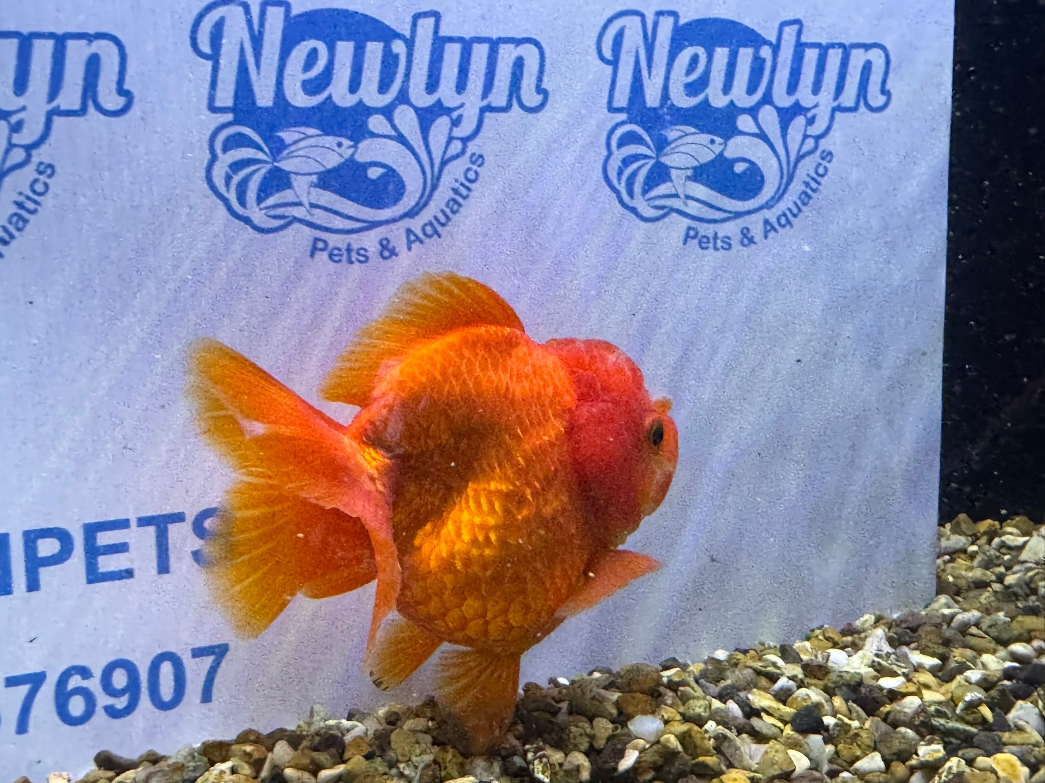 Short Tail Oranda Red/White 9 - 10cm 2 (BF6A) - Newlyn - pets - Newlyn - pets - 