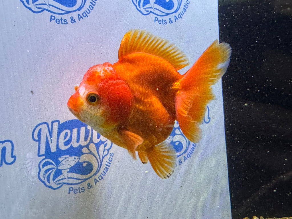 Short Tail Oranda Red/White 9 - 10cm 2 (BF6A) - Newlyn - pets - Newlyn - pets - 