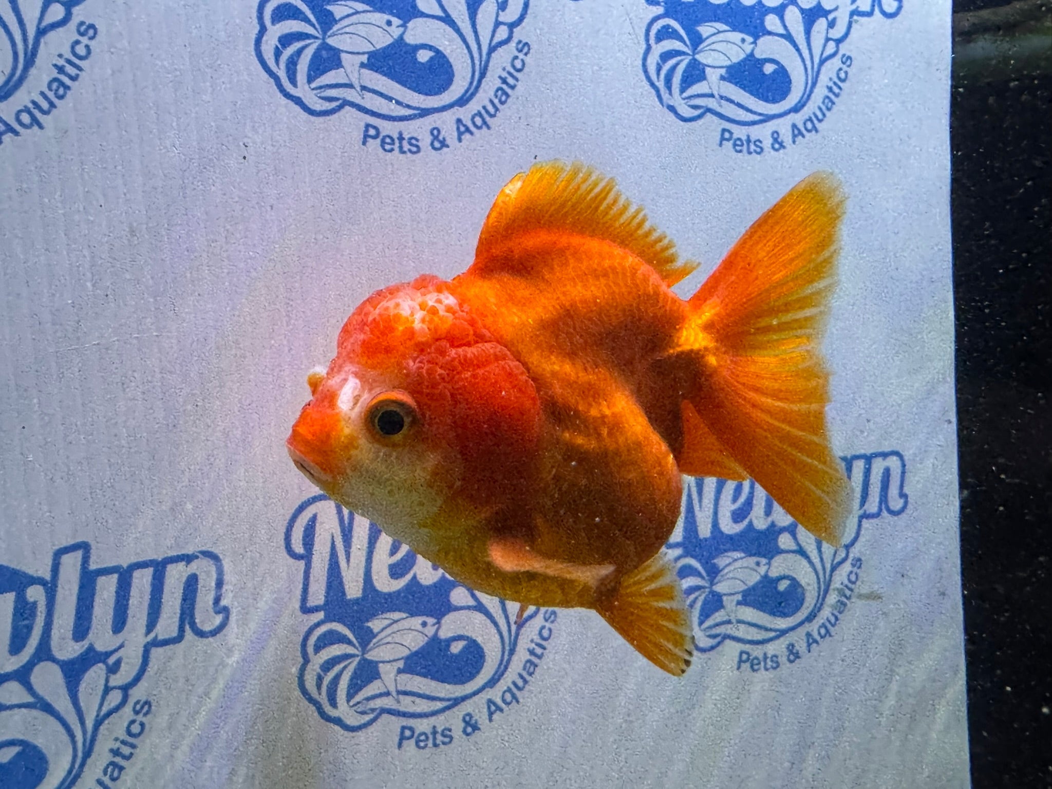 Short Tail Oranda Red/White 9 - 10cm 2 (BF6A) - Newlyn - pets - Newlyn - pets - 