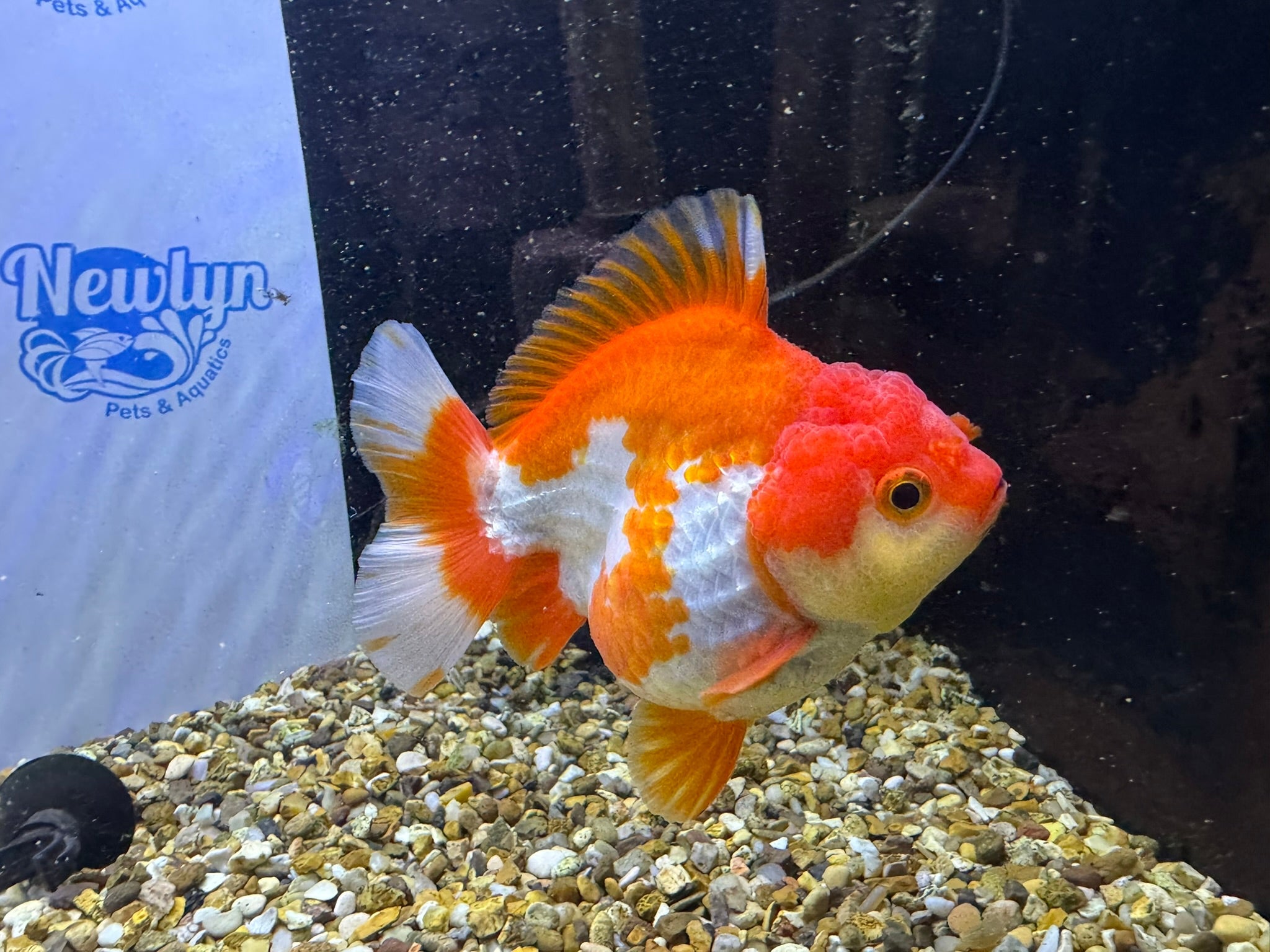 Short Tail Oranda Red/White 9 - 10cm (BF6A) - Newlyn - pets - Newlyn - pets - 