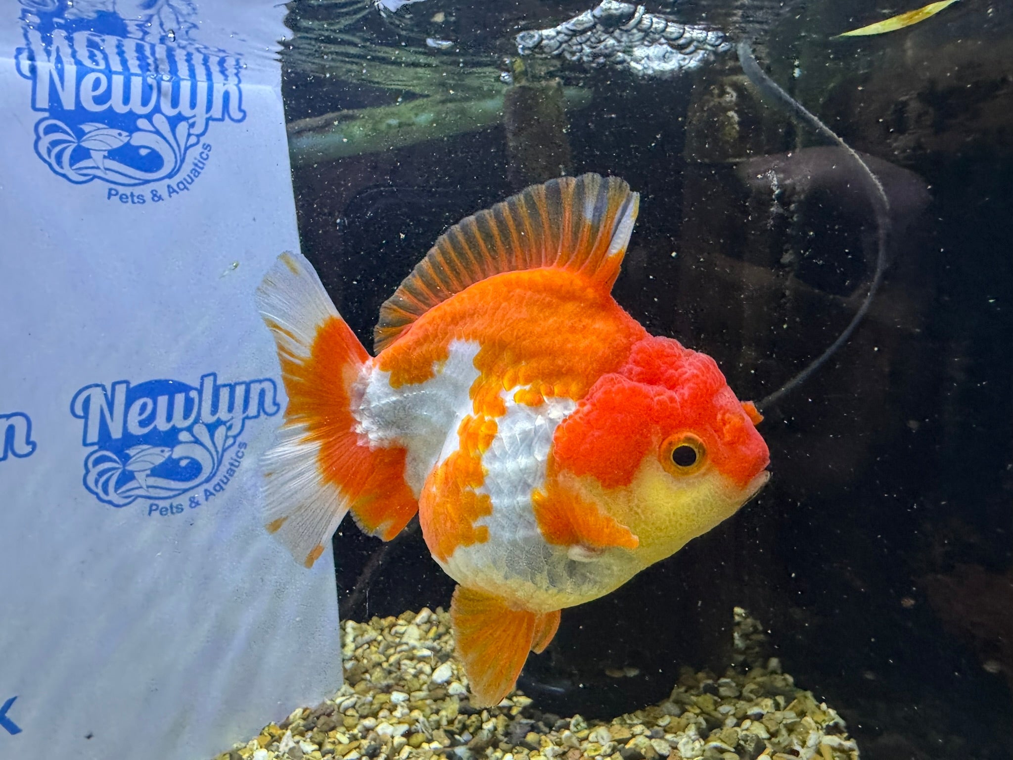 Short Tail Oranda Red/White 9 - 10cm (BF6A) - Newlyn - pets - Newlyn - pets - 