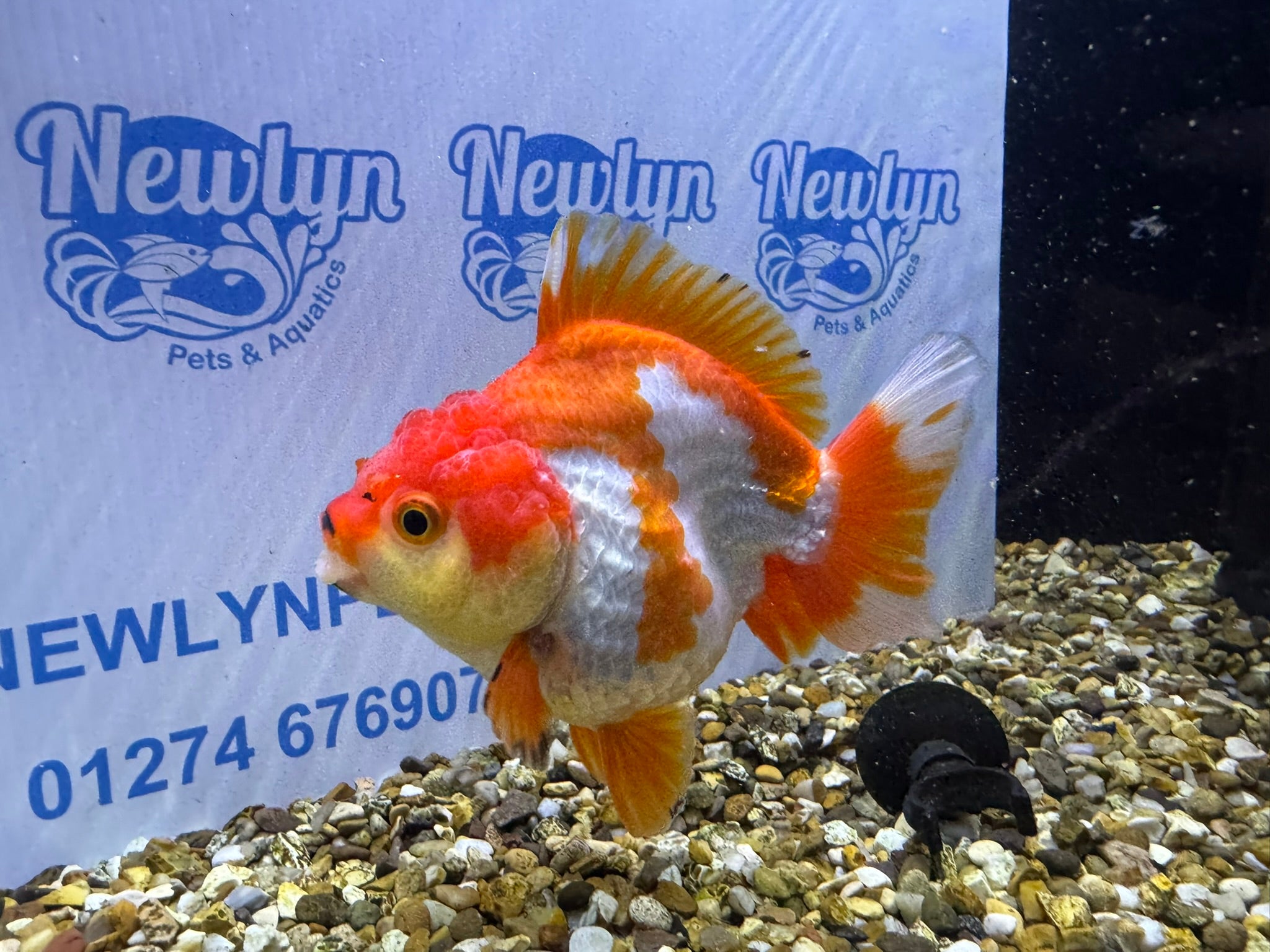 Short Tail Oranda Red/White 9 - 10cm (BF6A) - Newlyn - pets - Newlyn - pets - 