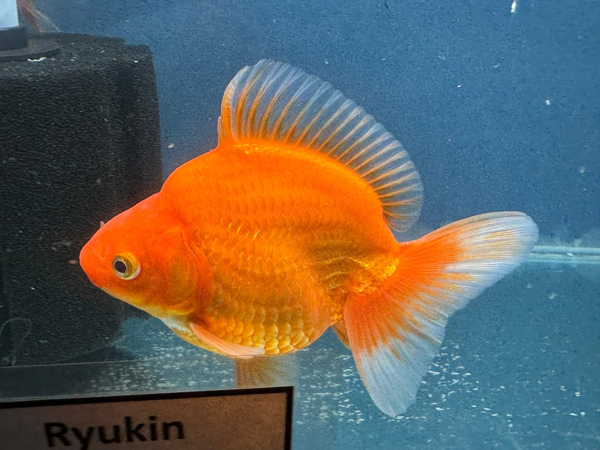 Short Tail Red Ryukin 13cm Chinese Fancy Goldfish (Fish In Photo) - Newlyn - pets - Newlyn - pets - 