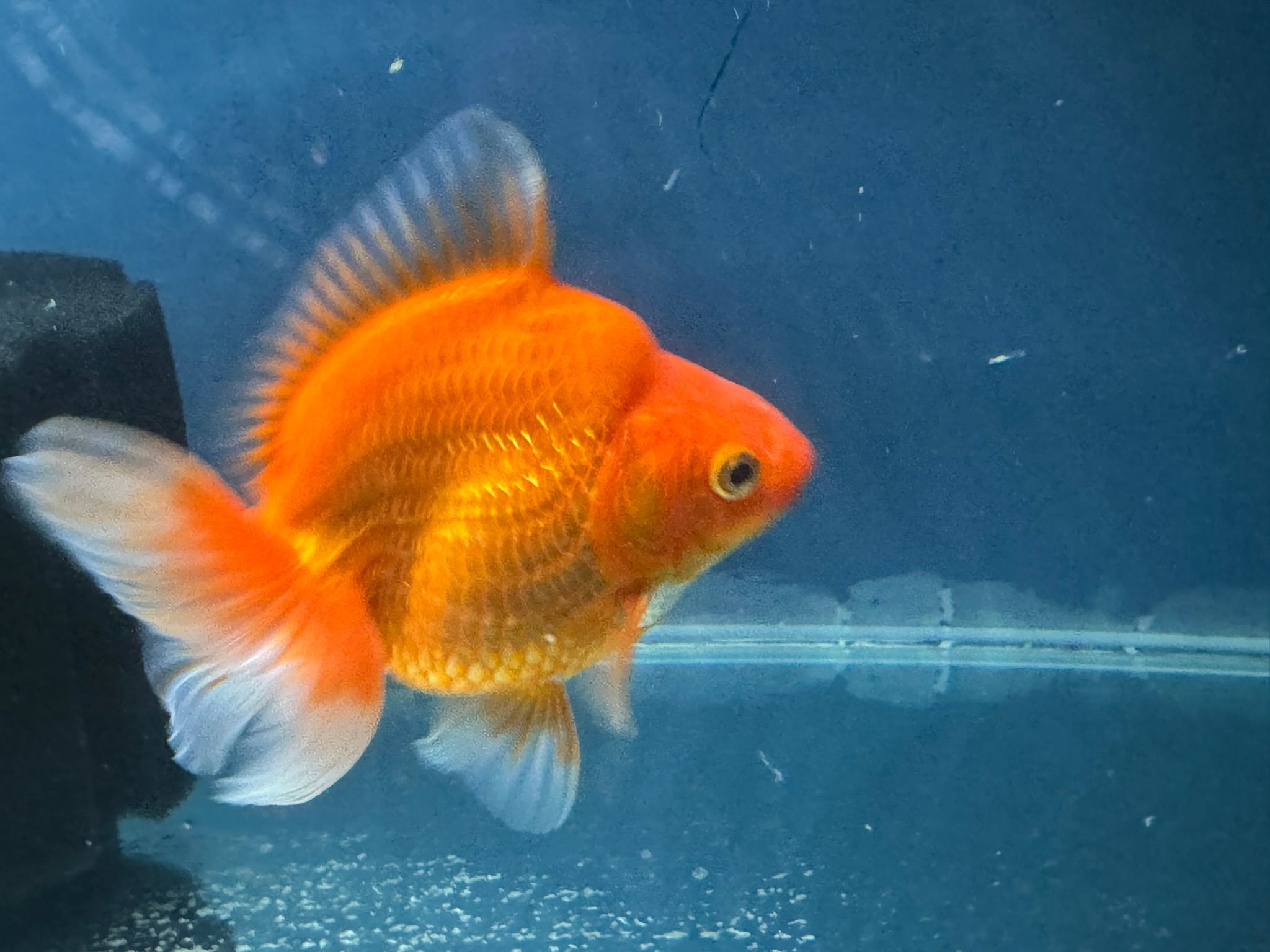 Short Tail Red Ryukin 13cm Chinese Fancy Goldfish (Fish In Photo) - Newlyn - pets - Newlyn - pets - 