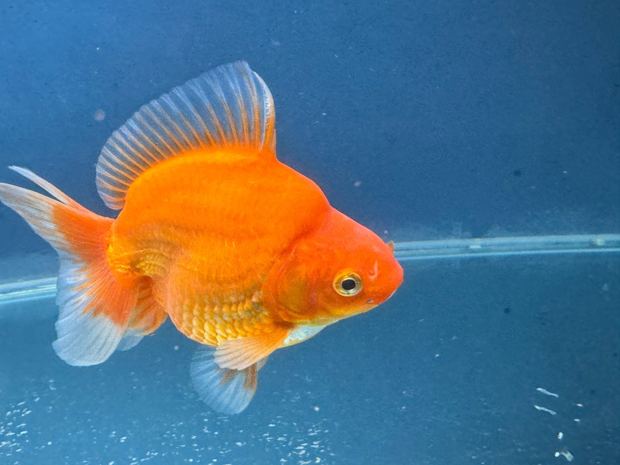 Short Tail Red Ryukin 13cm Chinese Fancy Goldfish (Fish In Photo) - Newlyn - pets - Newlyn - pets - 