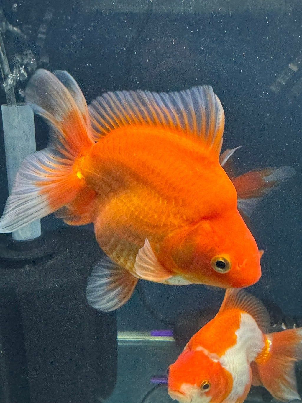 Short Tail Red Ryukin 13cm Chinese Fancy Goldfish (Fish In Photo) - Newlyn - pets - Newlyn - pets - 