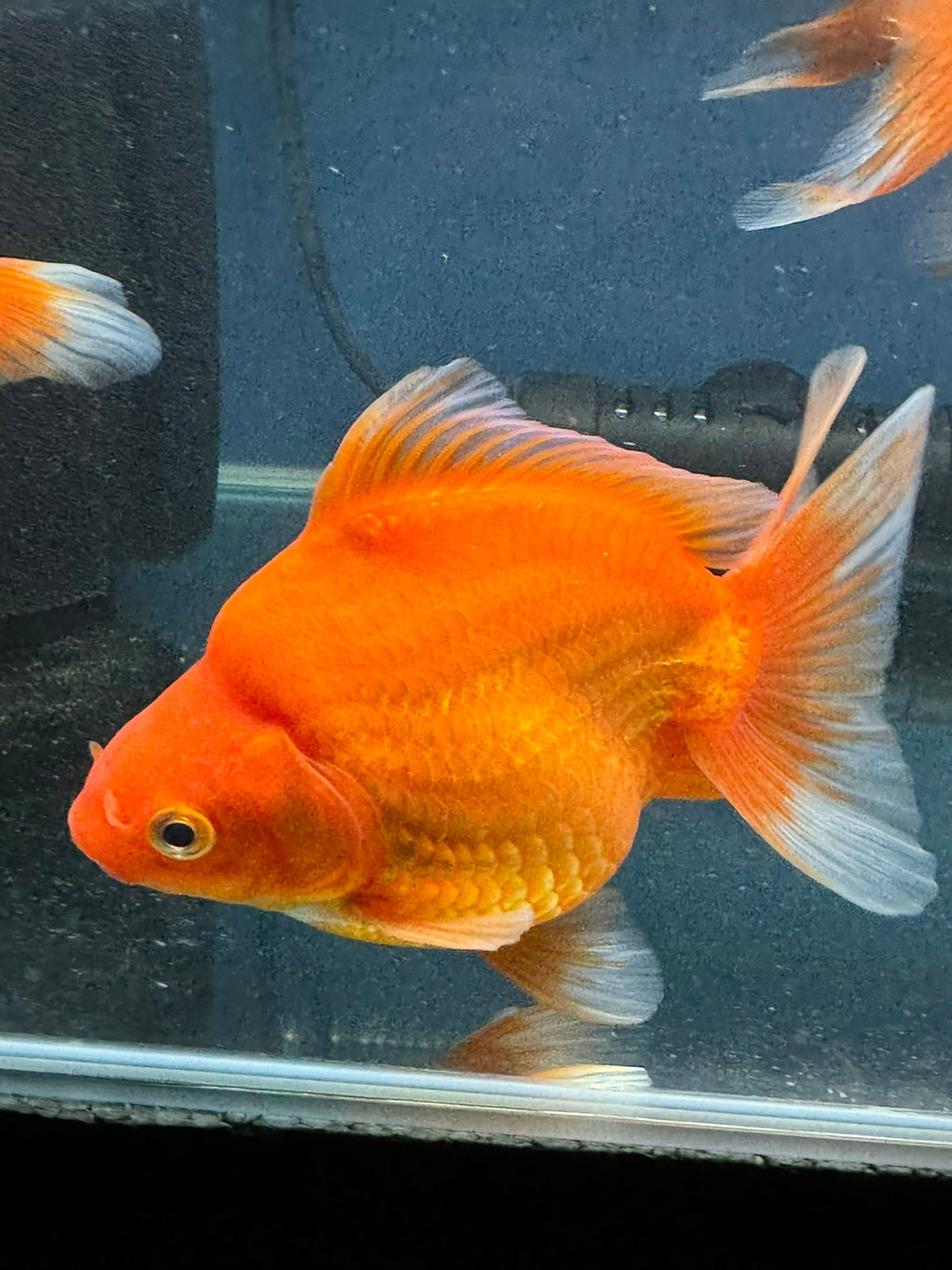 Short Tail Red Ryukin 13cm Chinese Fancy Goldfish (Fish In Photo) - Newlyn - pets - Newlyn - pets - 