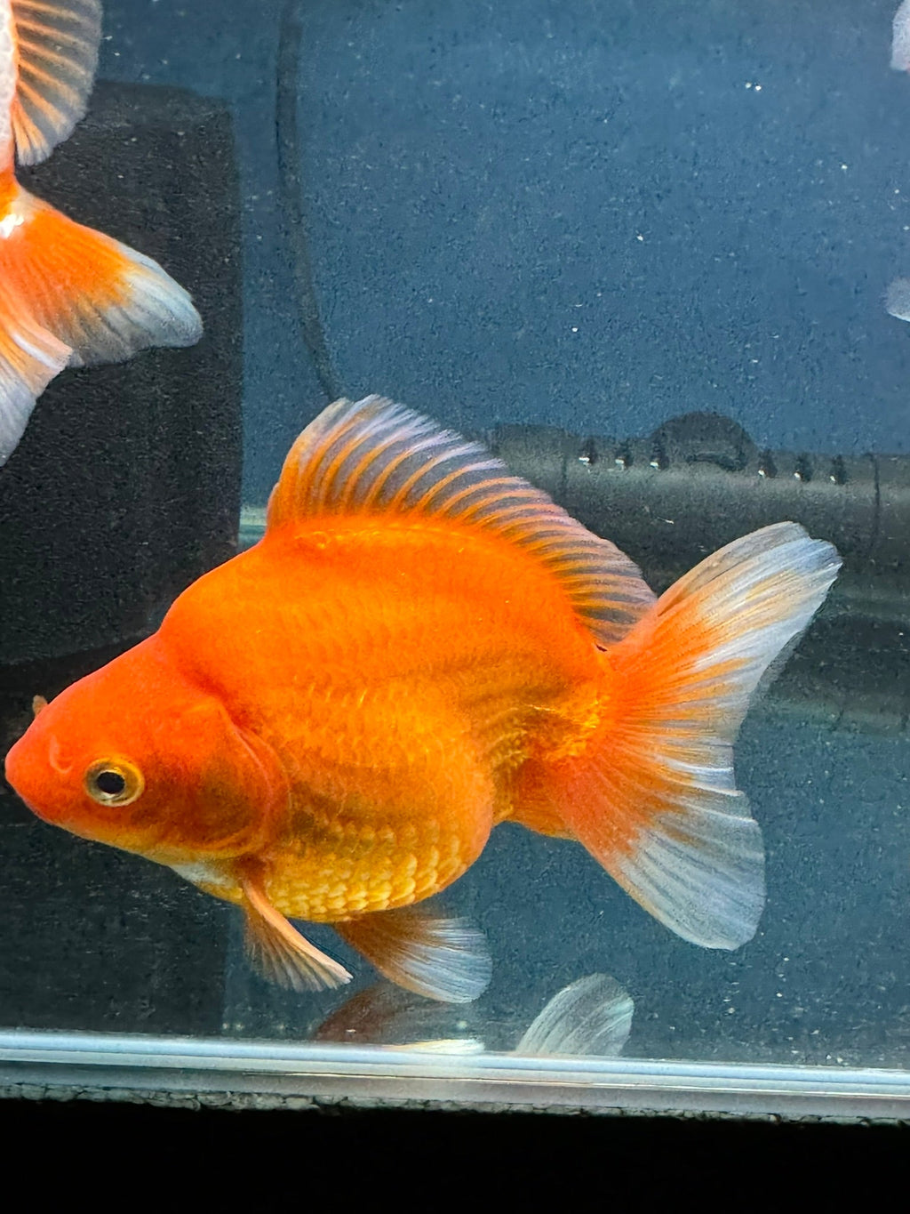 Short Tail Red Ryukin 13cm Chinese Fancy Goldfish (Fish In Photo) - Newlyn - pets - Newlyn - pets - 
