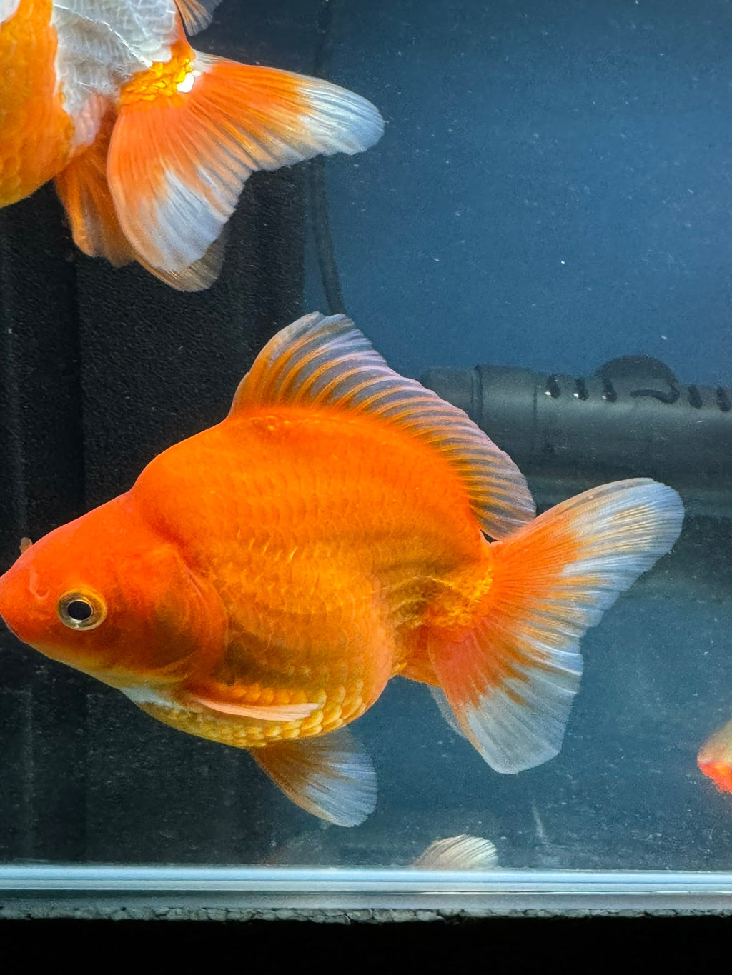 Short Tail Red Ryukin 13cm Chinese Fancy Goldfish (Fish In Photo) - Newlyn - pets - Newlyn - pets - 