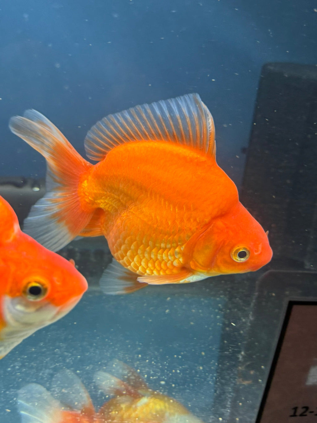 Short Tail Red Ryukin 13cm Chinese Fancy Goldfish (Fish In Photo) - Newlyn - pets - Newlyn - pets - 