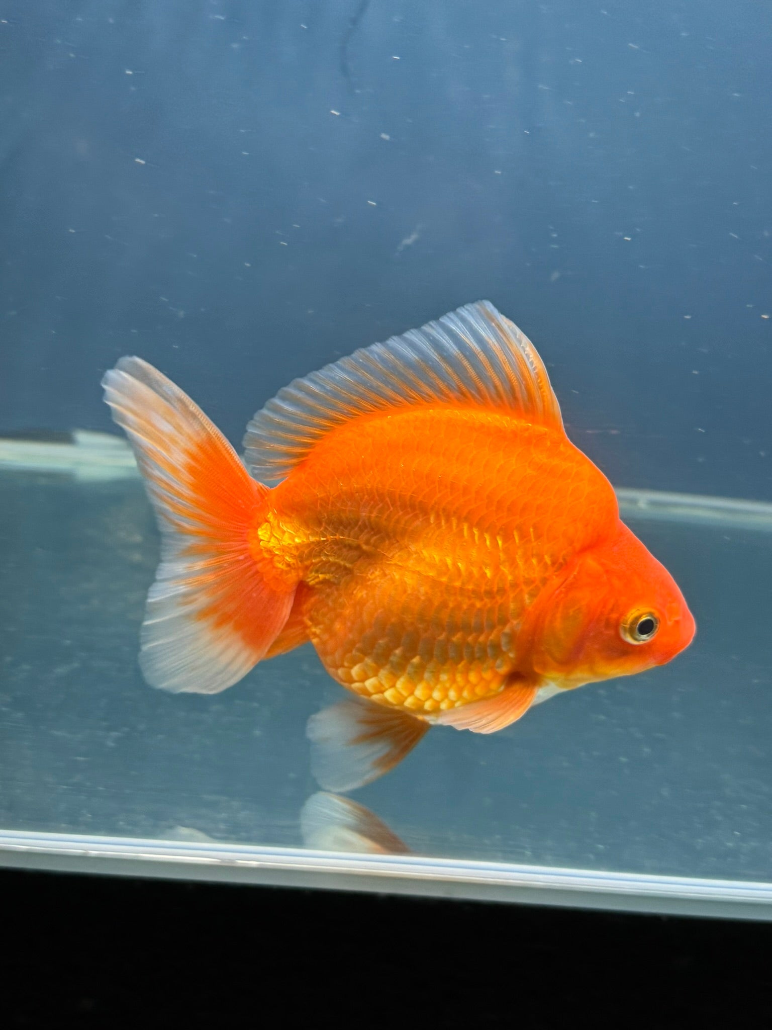 Short Tail Red Ryukin 13cm Chinese Fancy Goldfish (Fish In Photo) - Newlyn - pets - Newlyn - pets - 