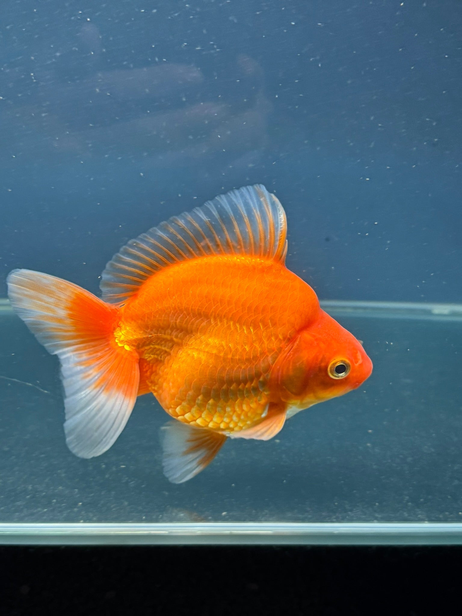 Short Tail Red Ryukin 13cm Chinese Fancy Goldfish (Fish In Photo) - Newlyn - pets - Newlyn - pets - 